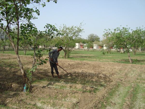 pre planting chipping and repairing of beds 600